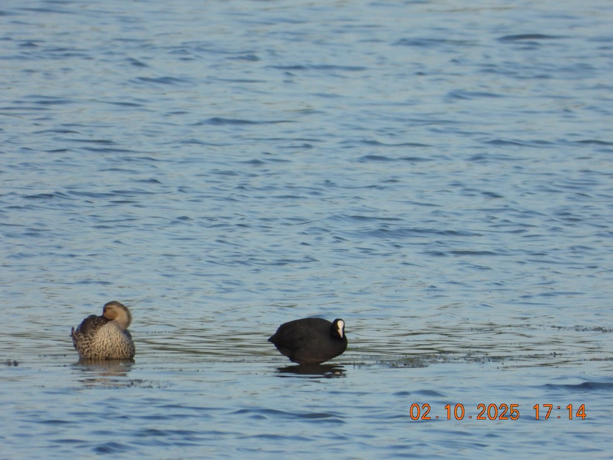 Indian Spot-billed Duck - ML642811651
