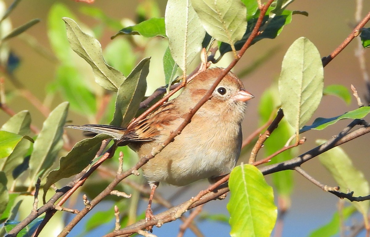 Field Sparrow - ML642811669