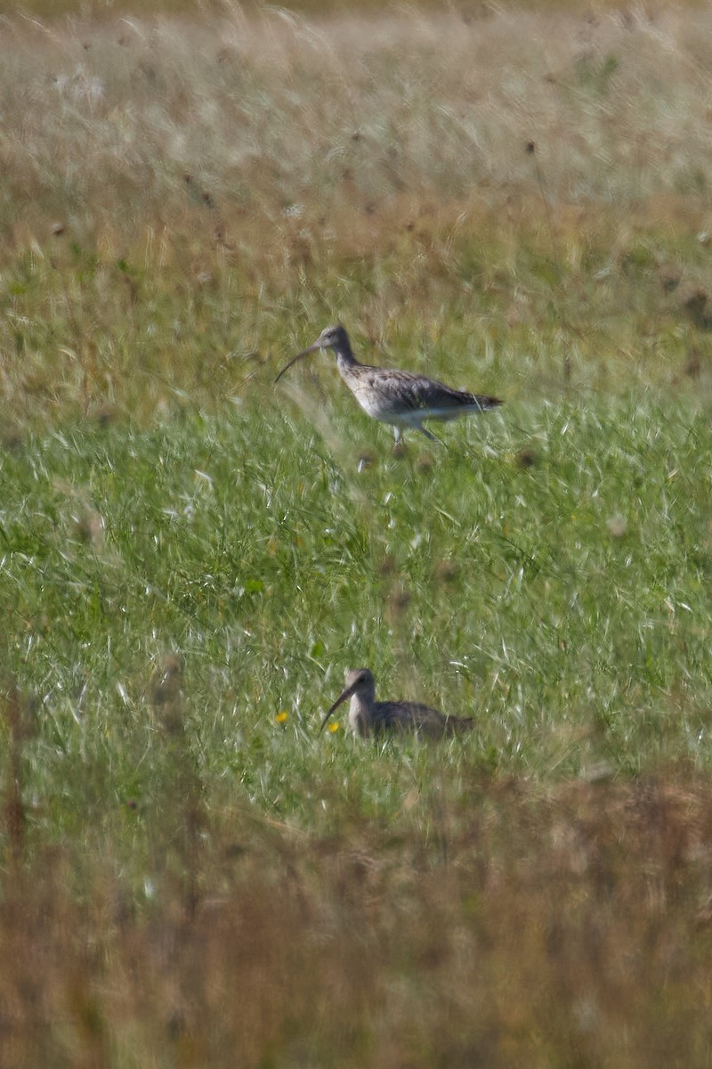Eurasian Curlew - ML642811677