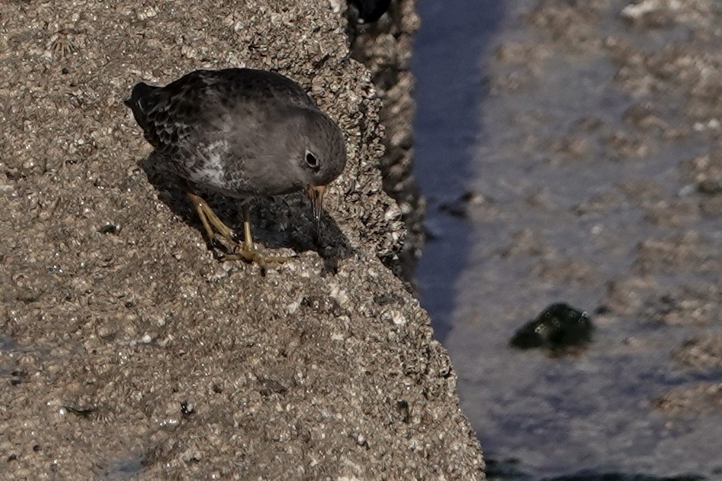 Purple Sandpiper - ML642811686