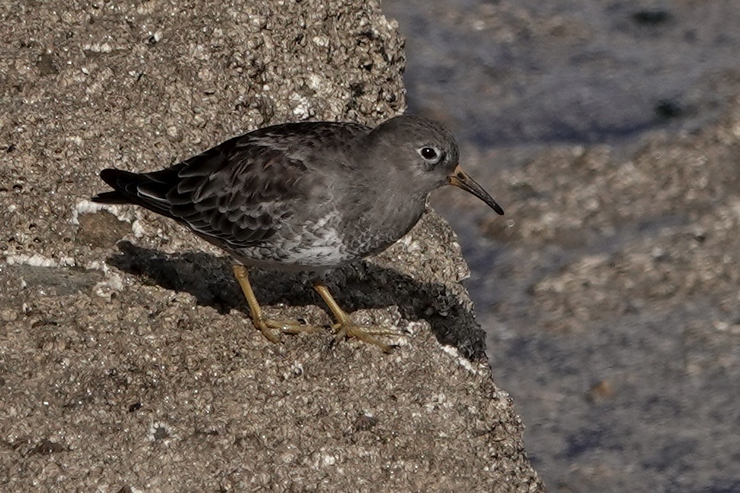 Purple Sandpiper - ML642811687