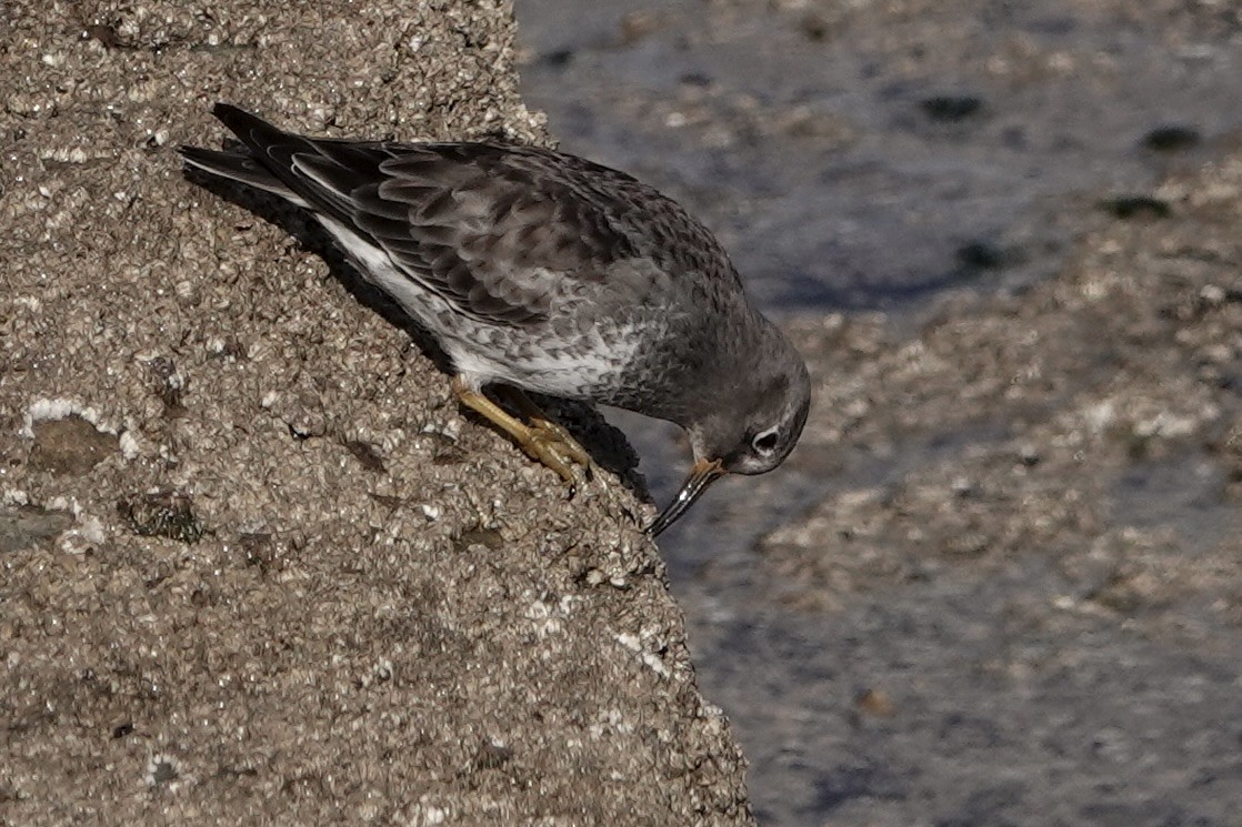 Purple Sandpiper - ML642811688
