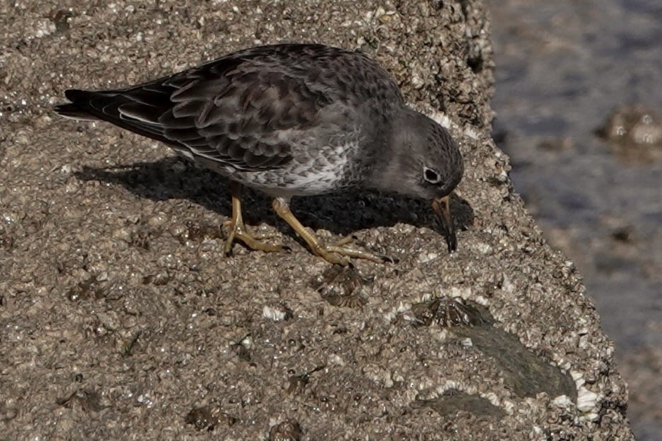 Purple Sandpiper - ML642811689