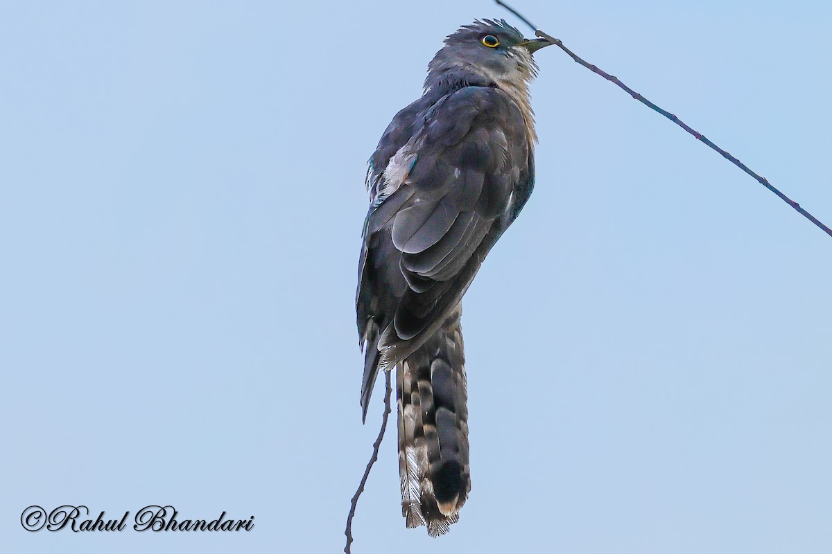 Common Hawk-Cuckoo - ML642811691