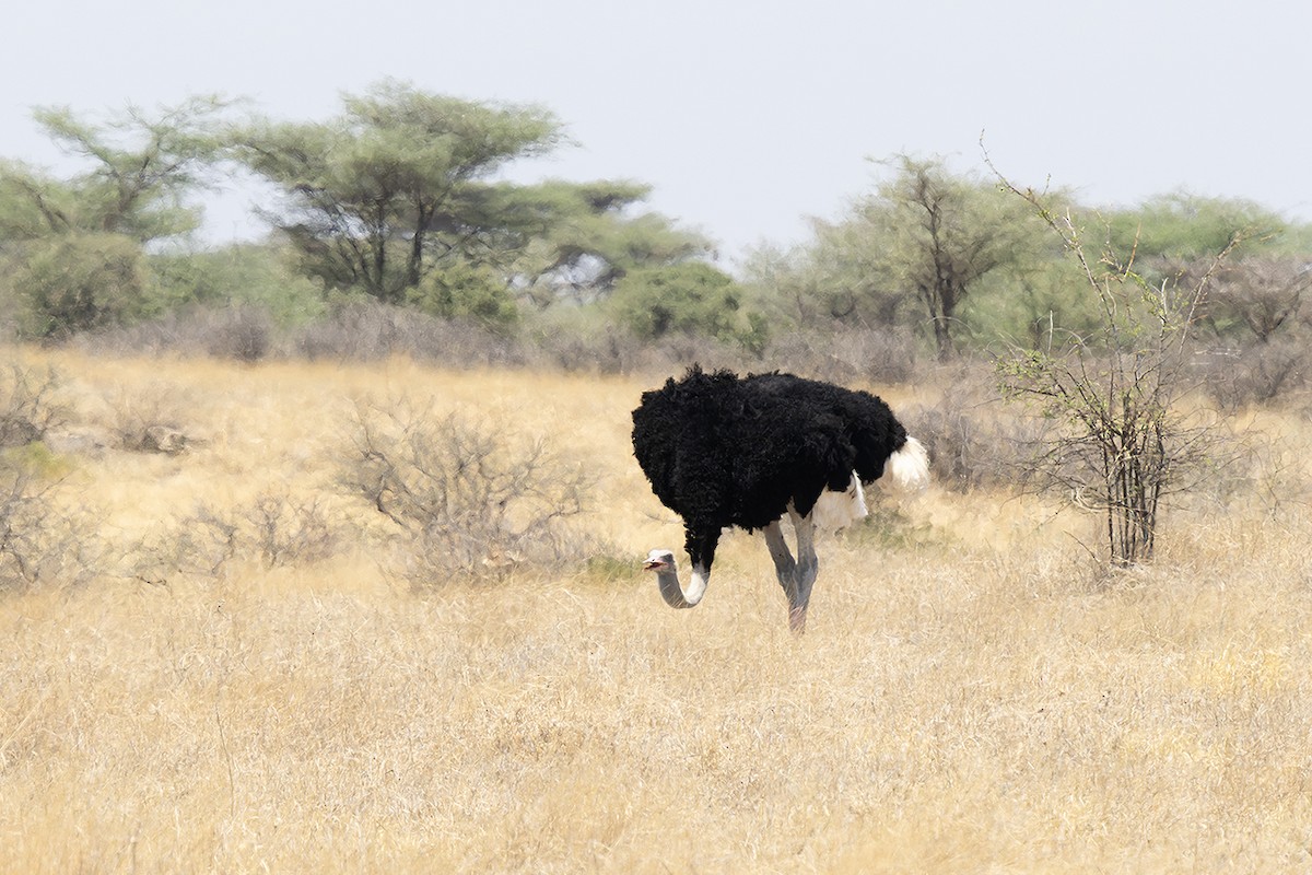 Somali Ostrich - ML642811695