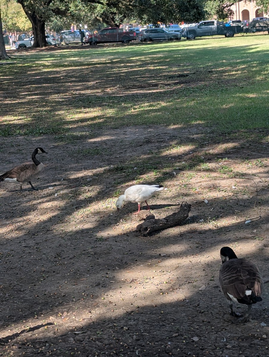 Ross's Goose - ML642811698