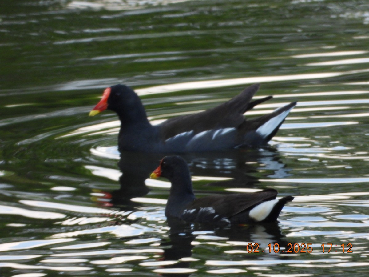 Eurasian Moorhen - Arunachala pandian