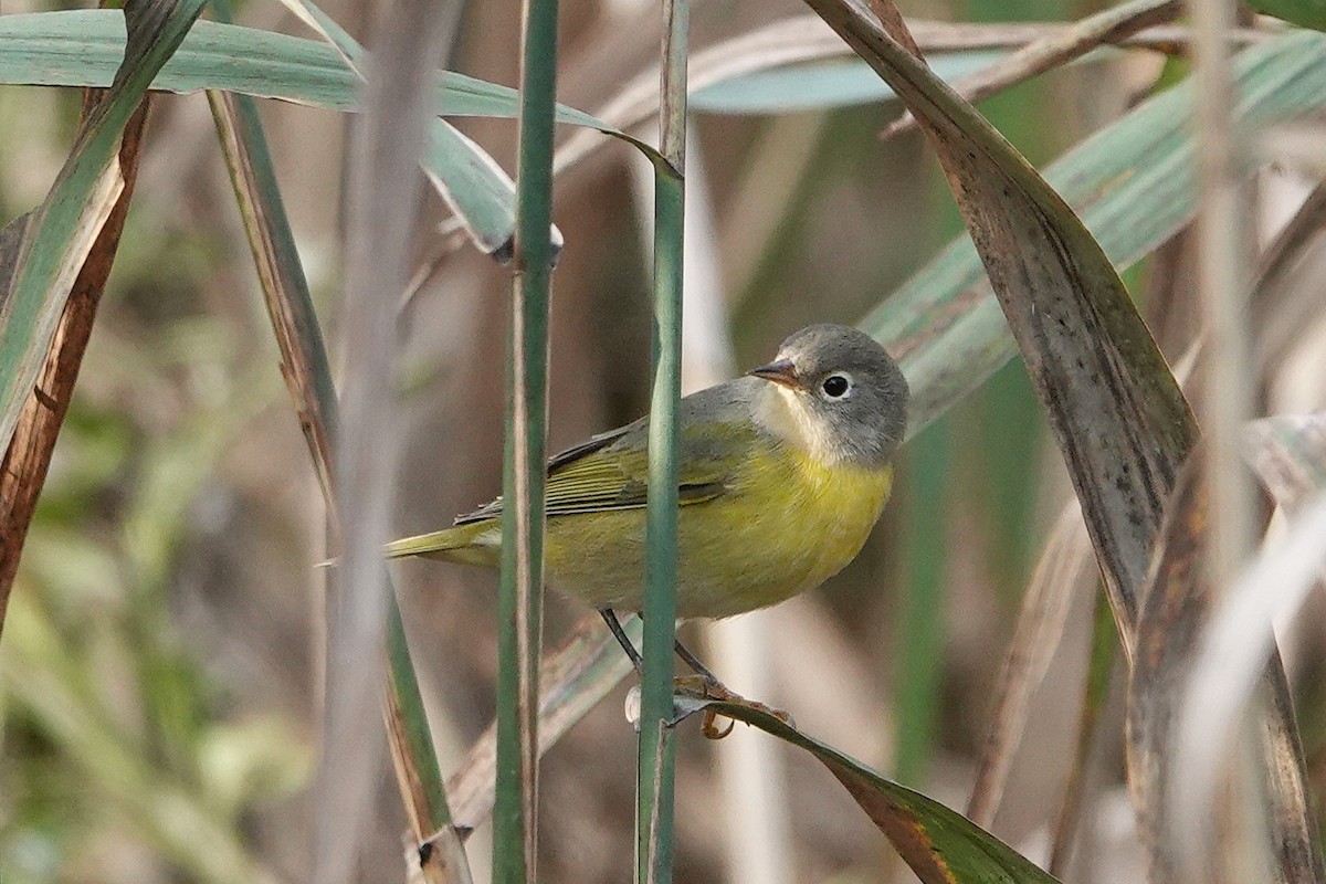 Nashville Warbler - Karen Thompson