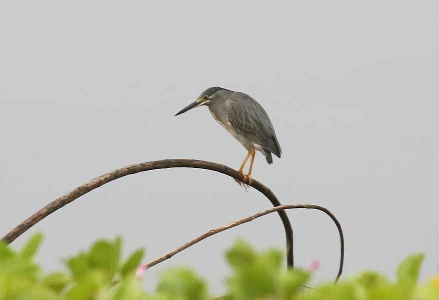 Striated Heron - ML642811708