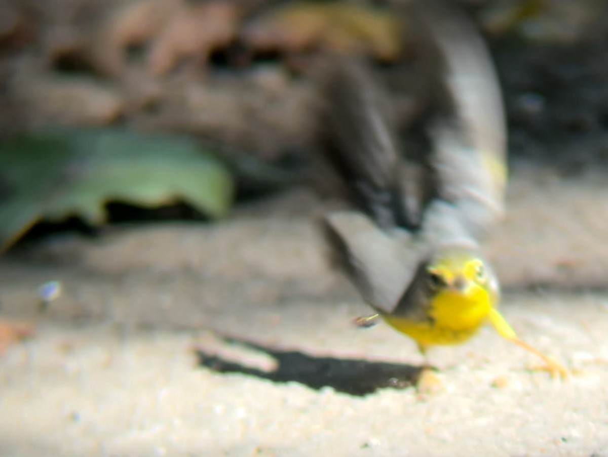 Canada Warbler - ML642811712