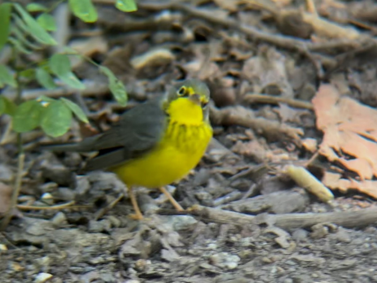 Canada Warbler - ML642811713