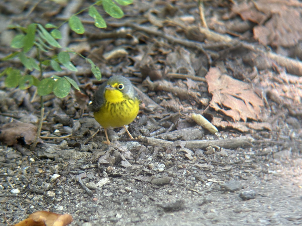 Canada Warbler - ML642811714