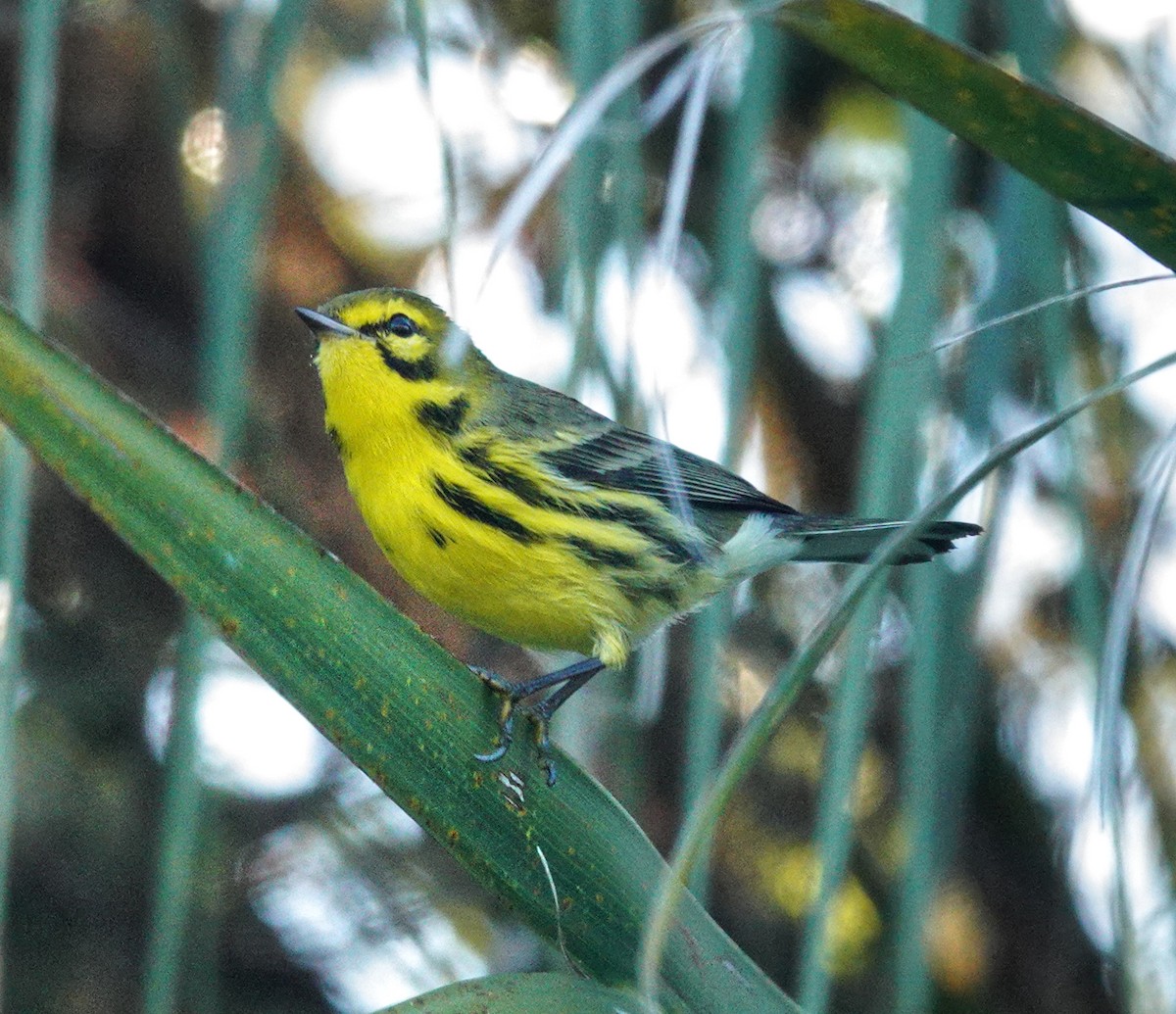 Prairie Warbler - ML642811717