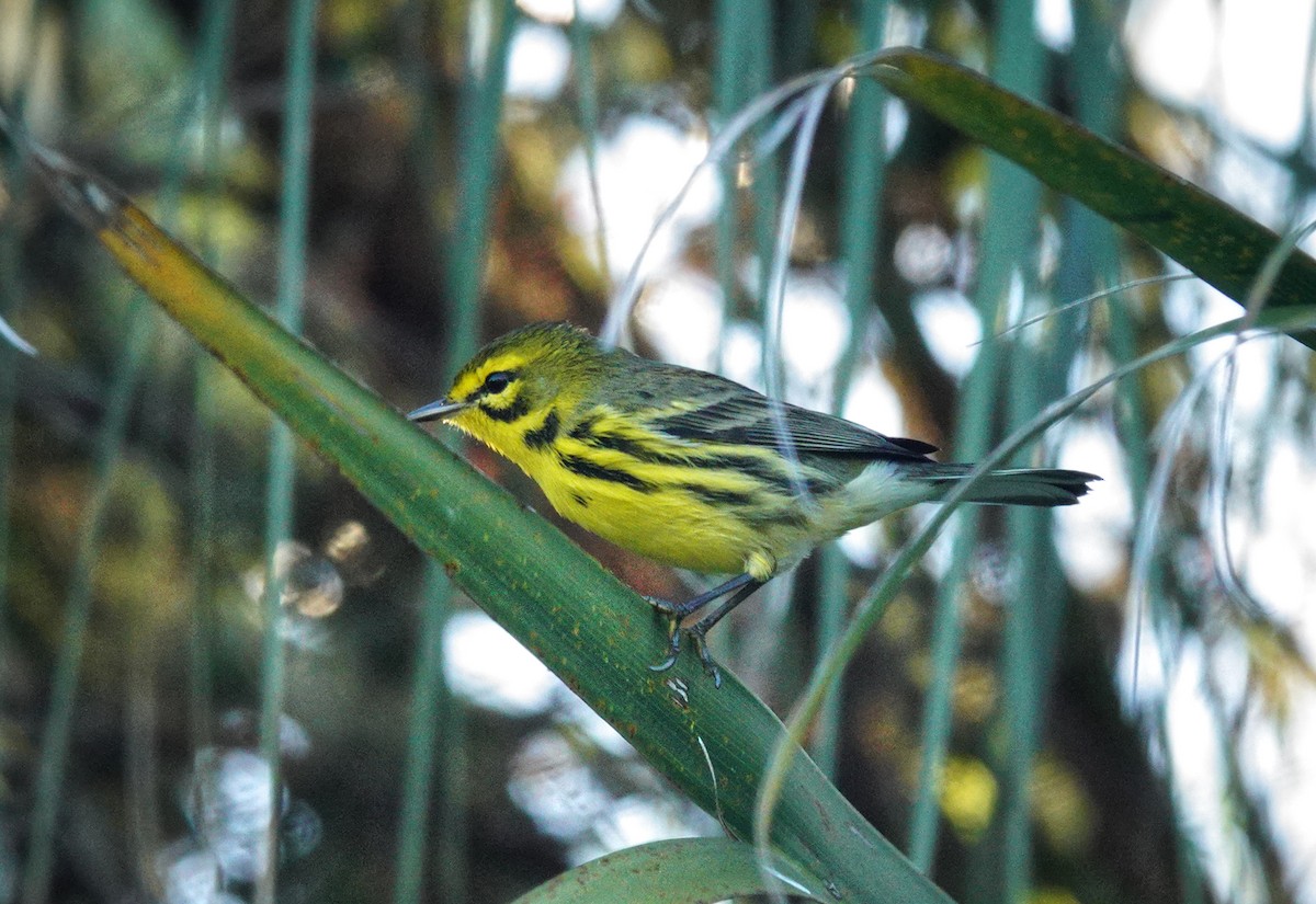 Prairie Warbler - ML642811718