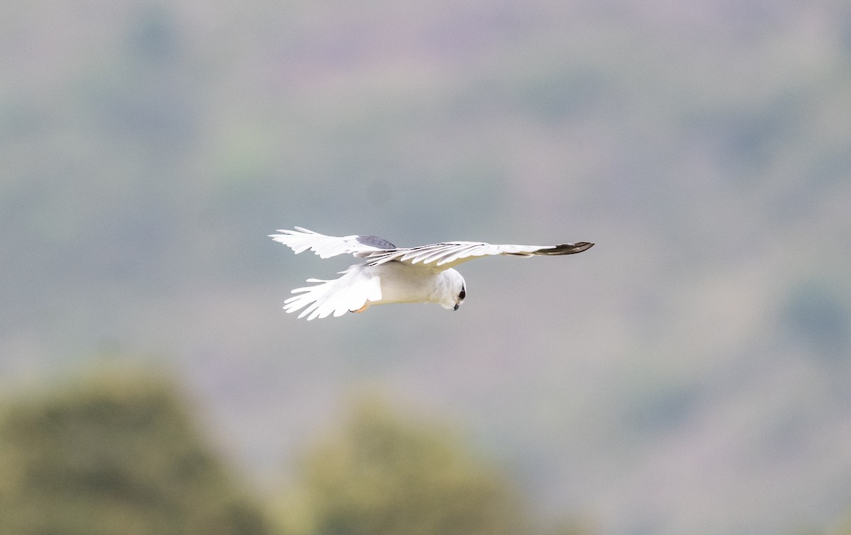 Black-winged Kite - ML642811727