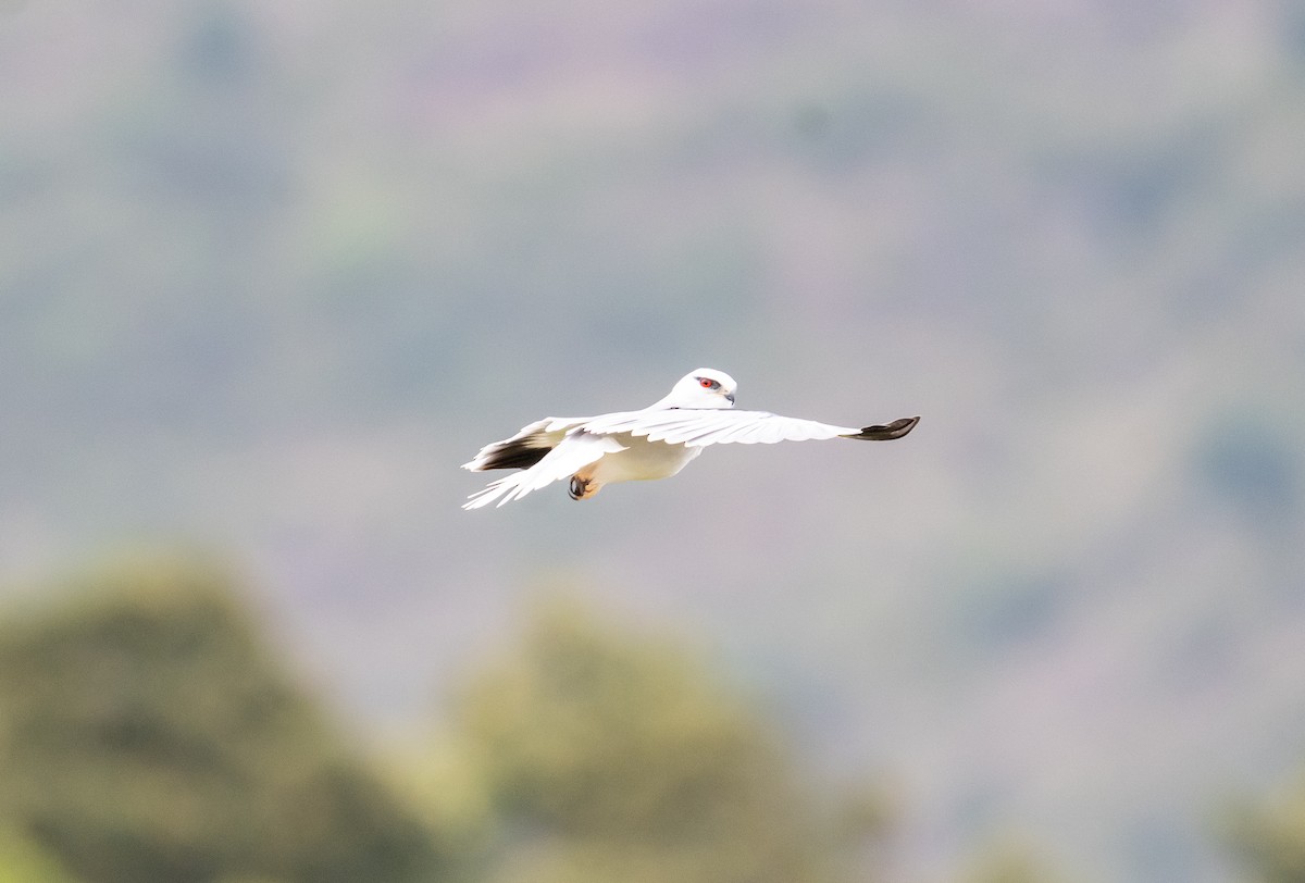 Black-winged Kite - ML642811728