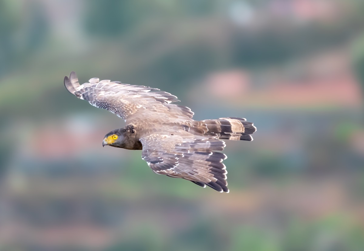 Crested Serpent-Eagle - ML642811737