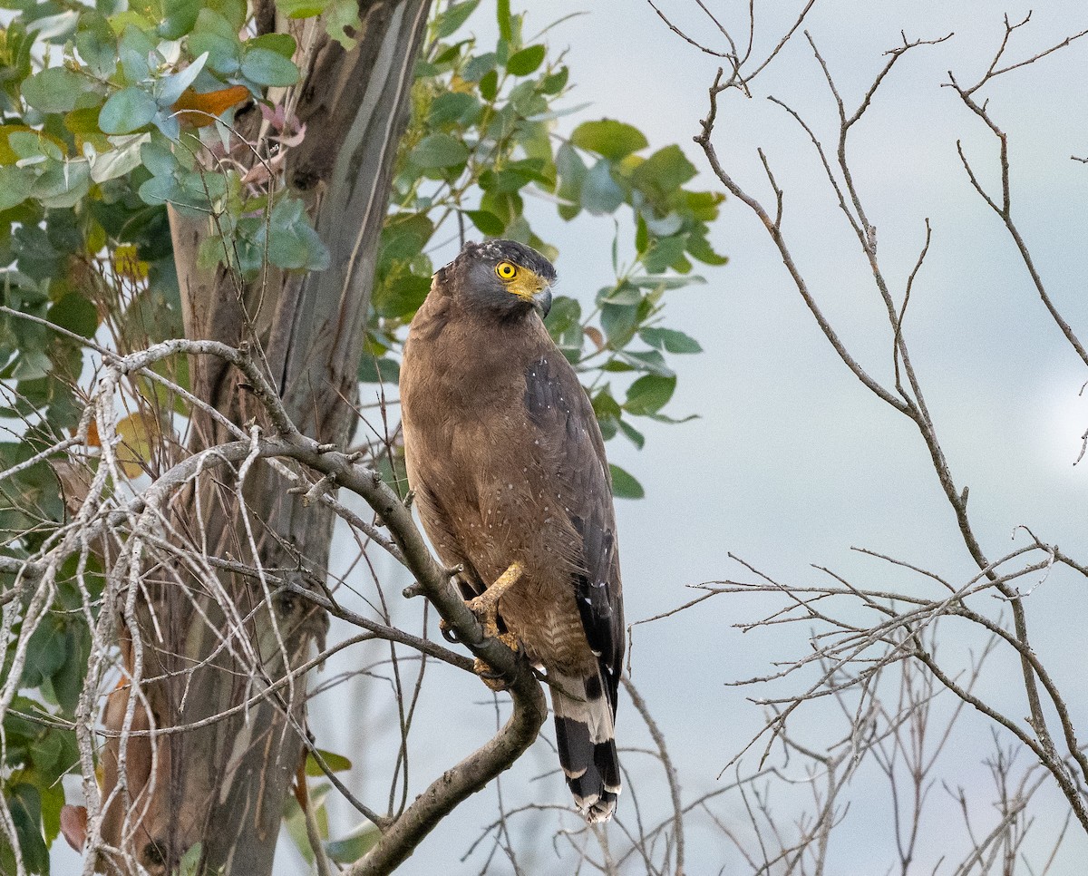 Crested Serpent-Eagle - ML642811738