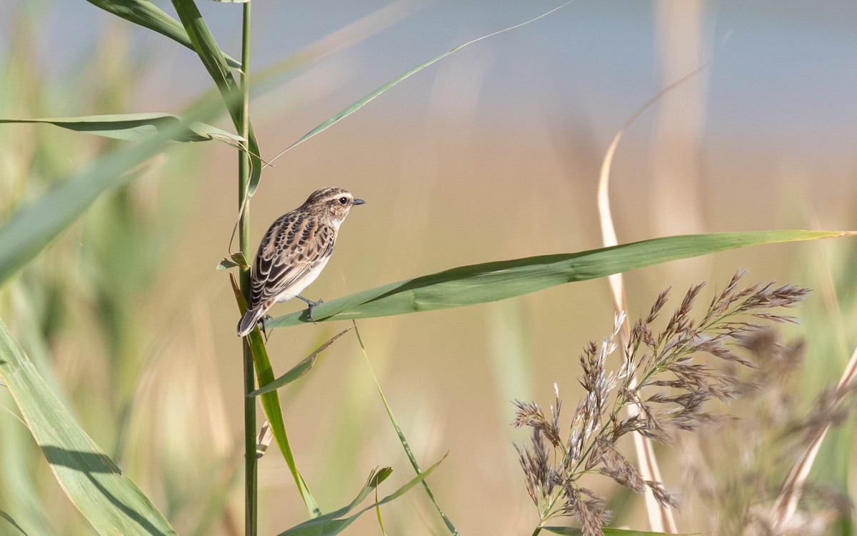 Whinchat - ML642811742