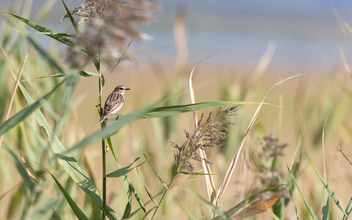 Whinchat - ML642811743