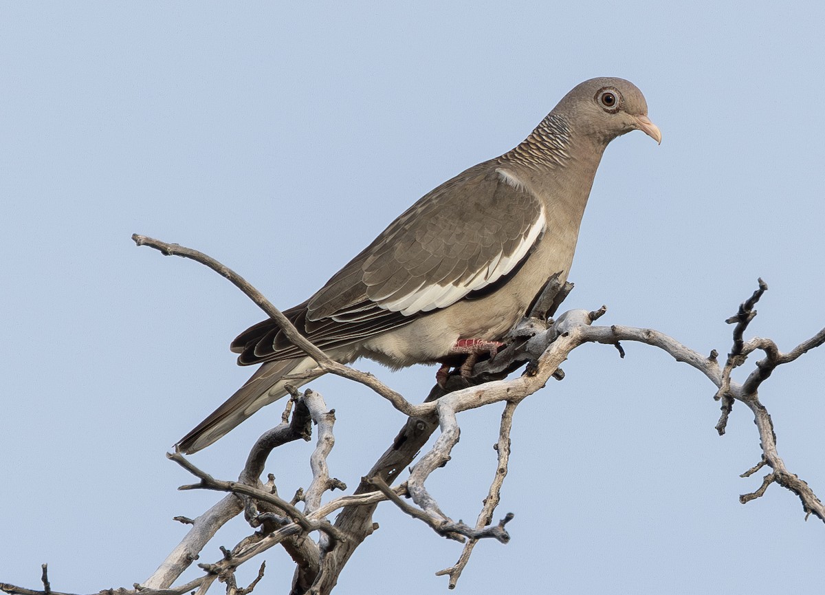 Pigeon jounud - ML642811749