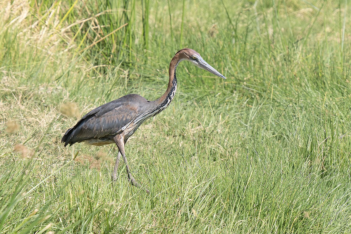 Goliath Heron - ML642811754