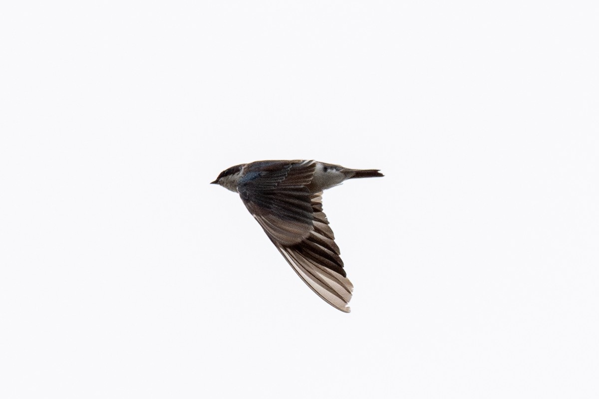 Tree Swallow - ML642811771