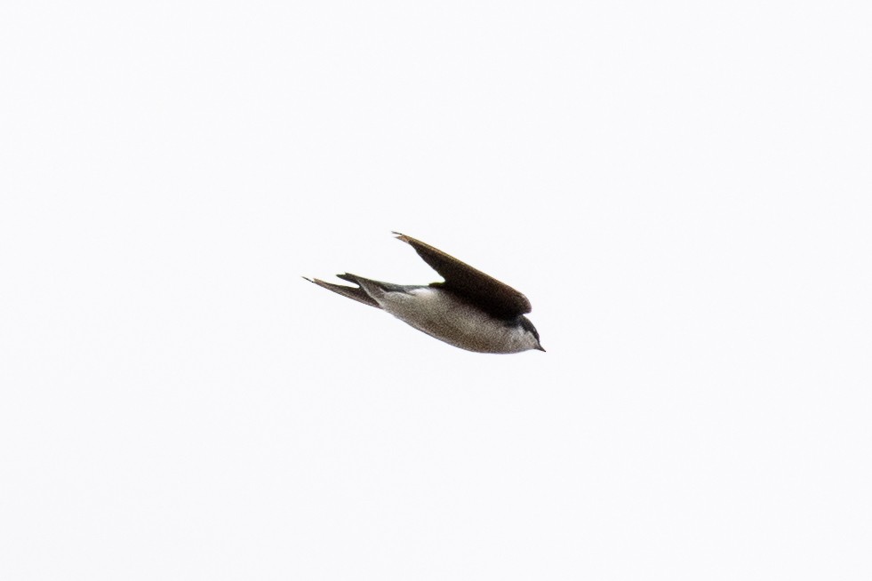 Tree Swallow - ML642811773