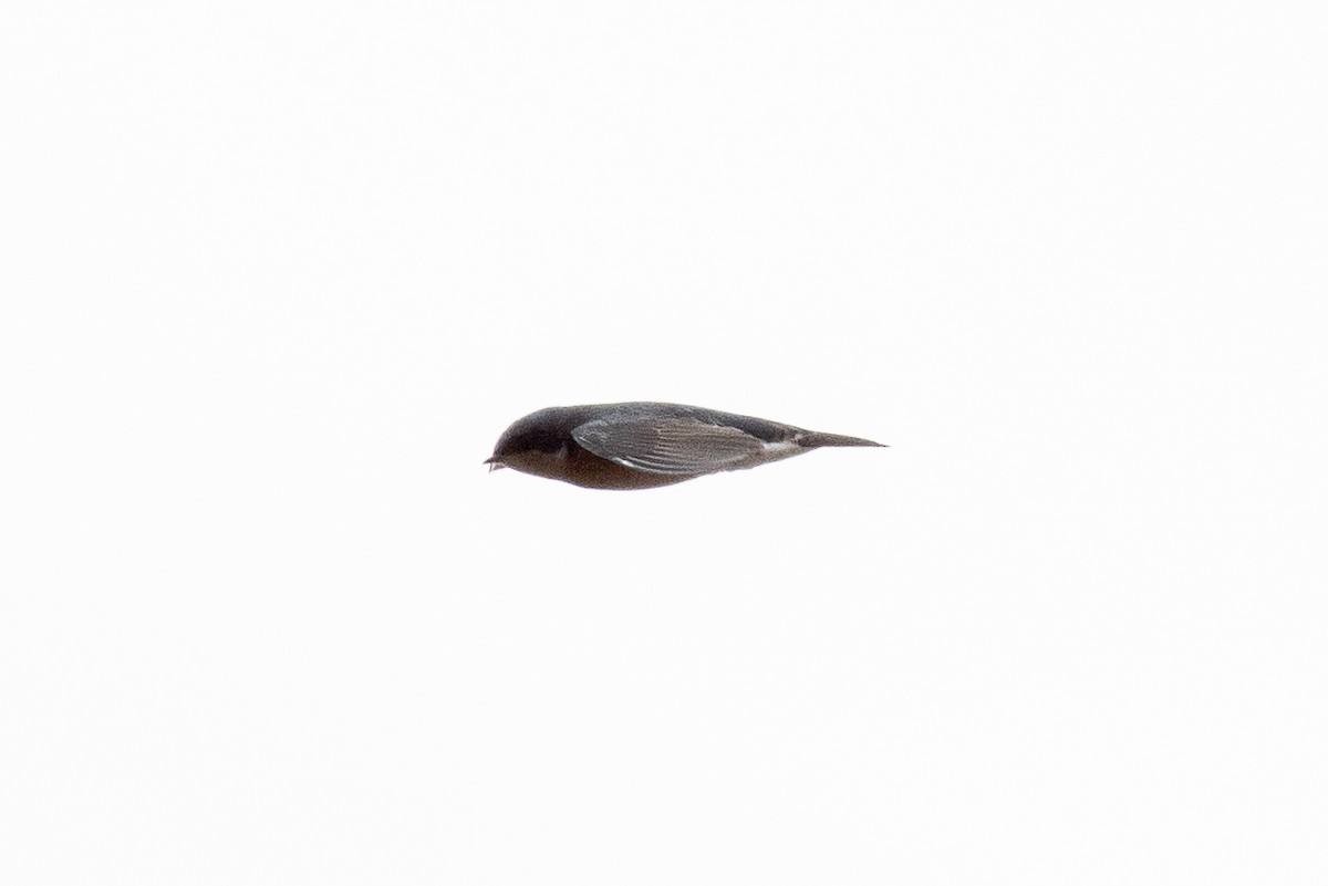Tree Swallow - ML642811774