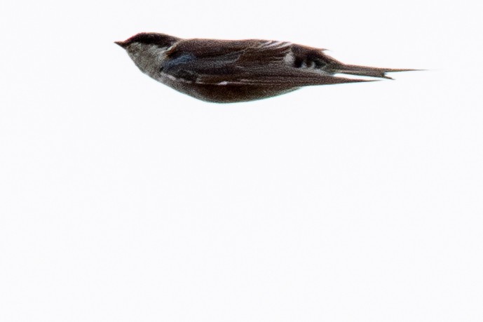 Tree Swallow - ML642811775