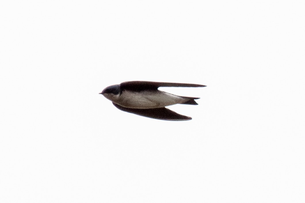 Tree Swallow - ML642811777