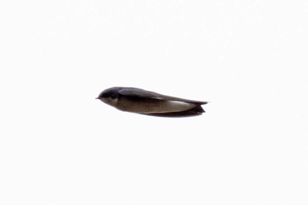 Tree Swallow - ML642811778