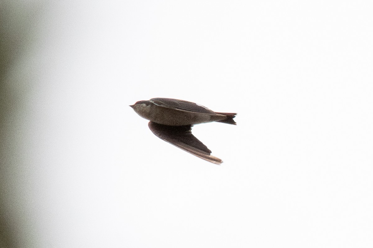 Tree Swallow - ML642811779
