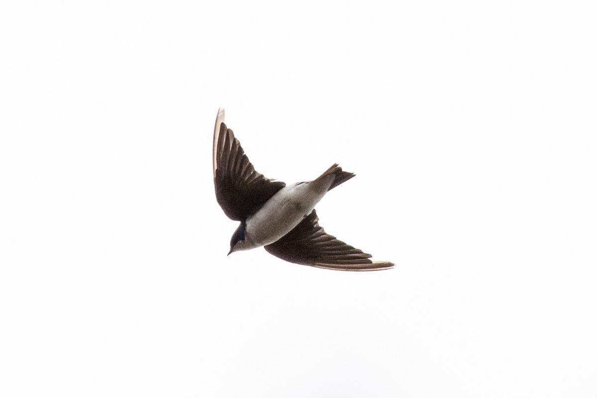 Tree Swallow - ML642811780