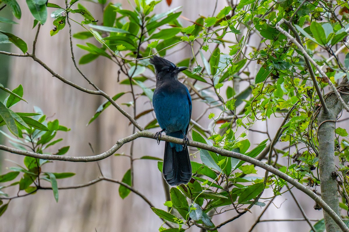 Steller's Jay - ML642811786