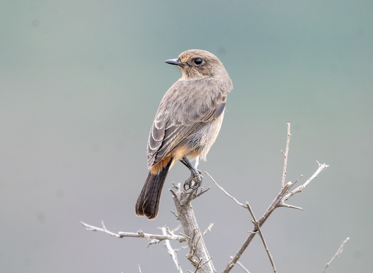 Pied Bushchat - ML642811789
