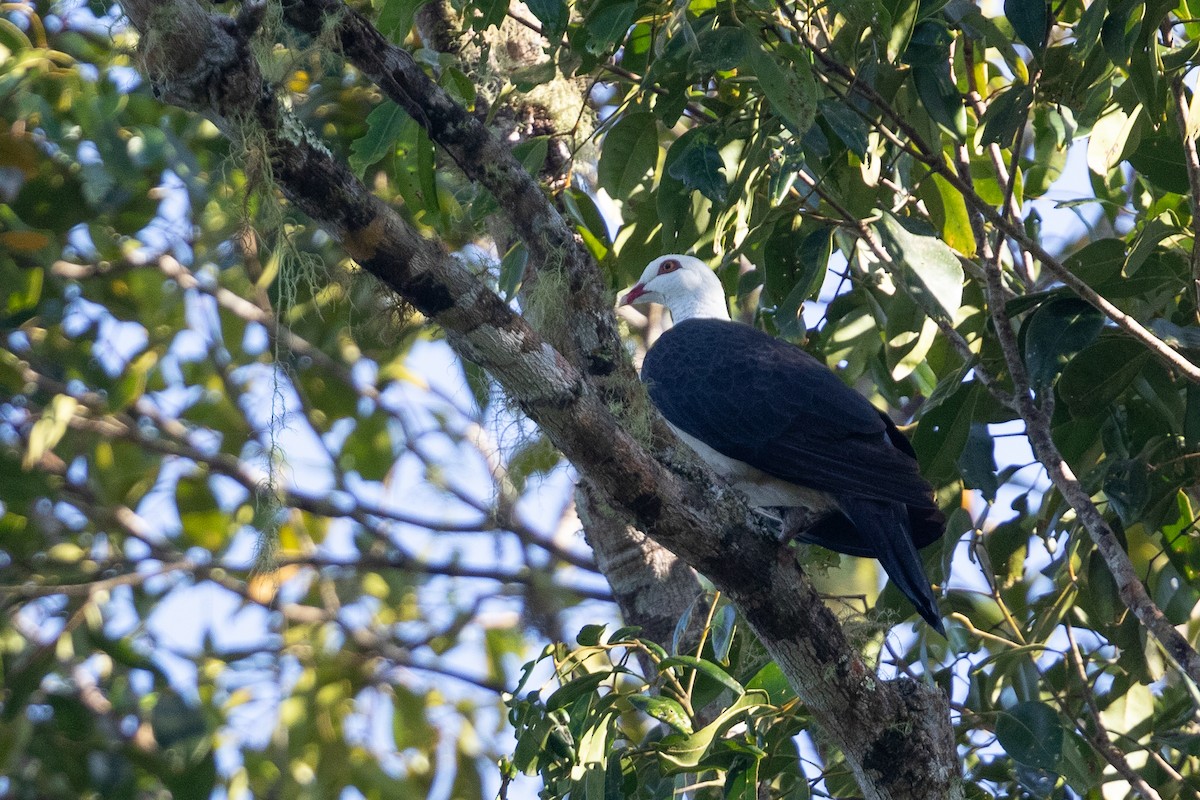White-headed Pigeon - ML642811790