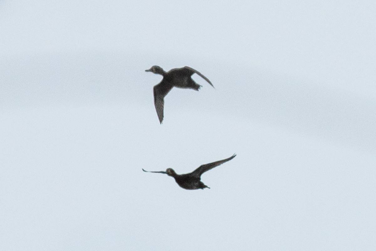Blue-winged Teal - ML642811794