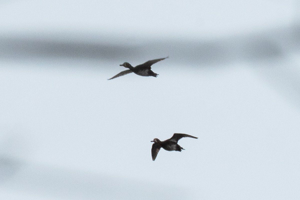 Blue-winged Teal - ML642811795