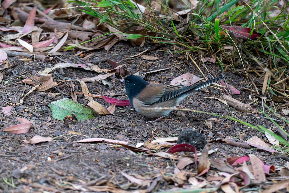 Dark-eyed Junco (Oregon) - ML642811796