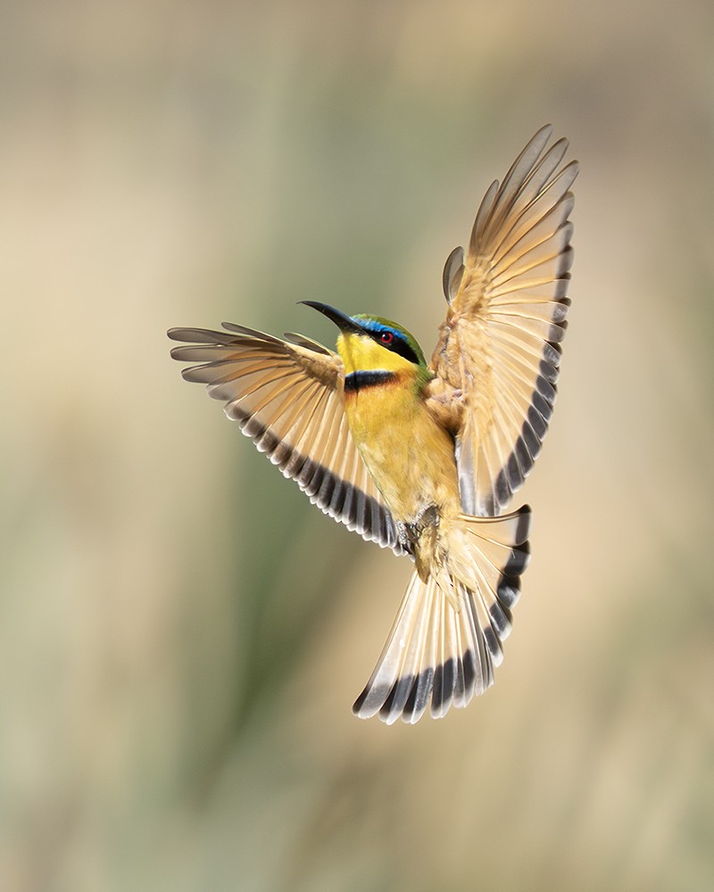Little Bee-eater - ML642811800