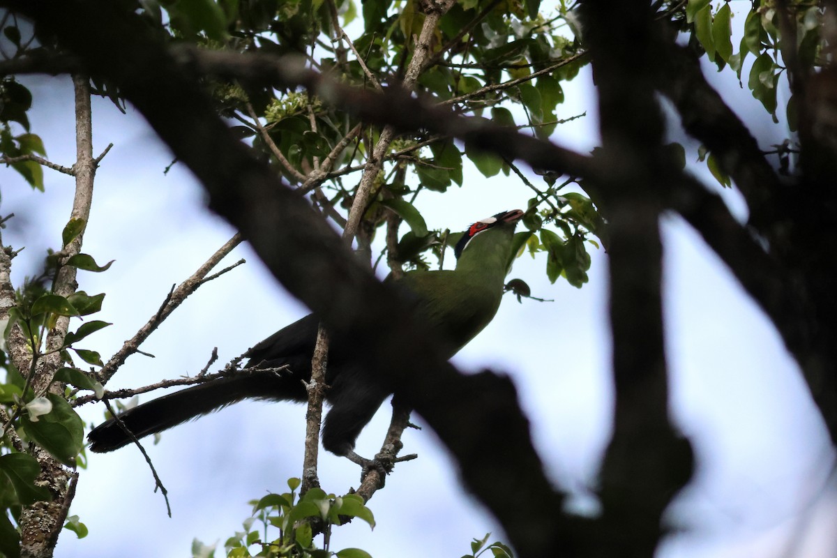 Hartlaub's Turaco - ML642811809