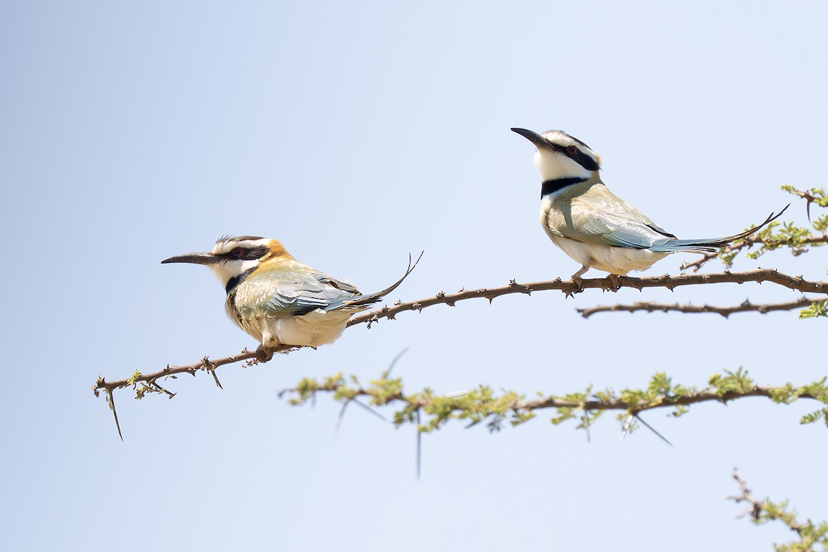 White-throated Bee-eater - ML642811810