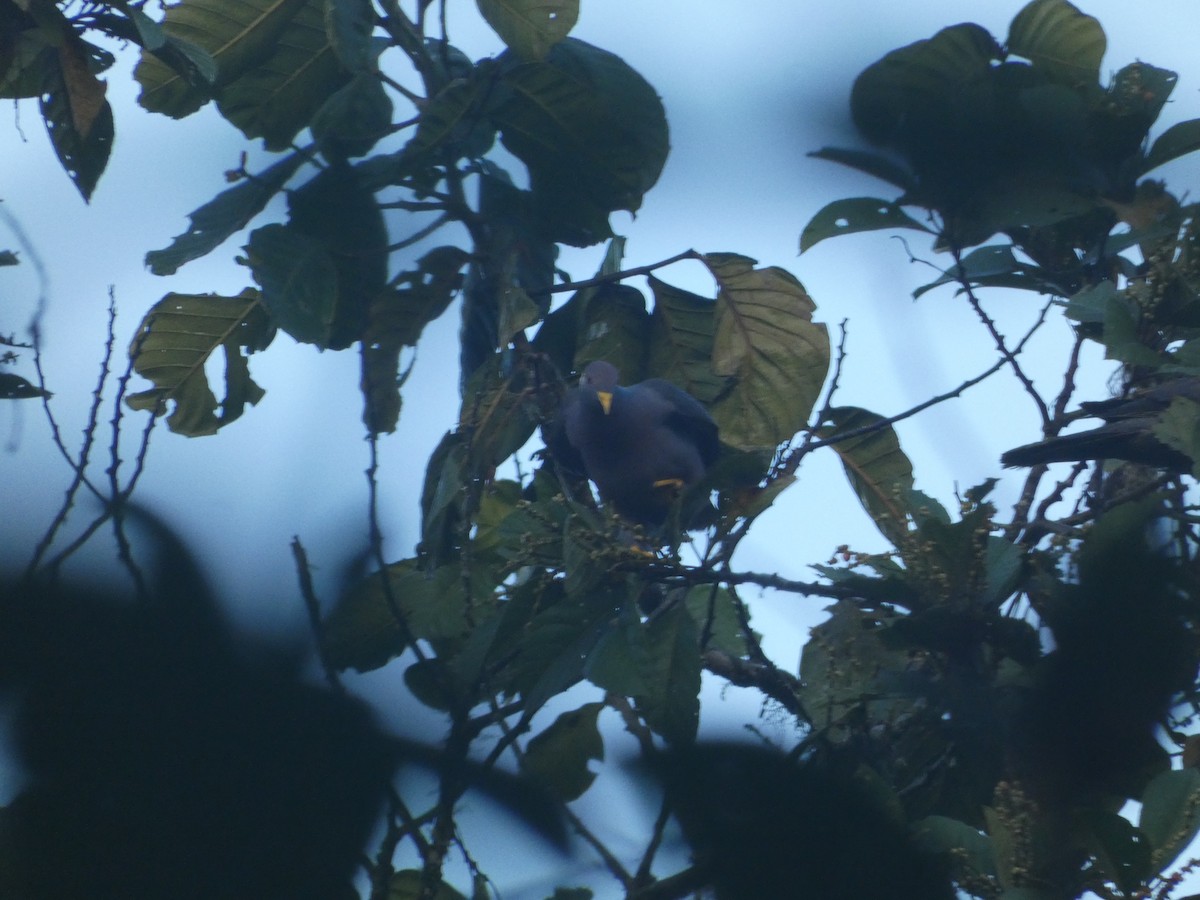 Band-tailed Pigeon - ML642811815