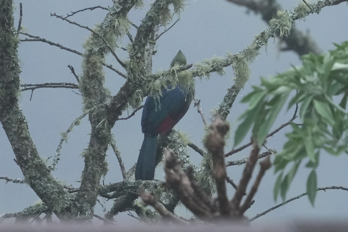 Knysna Turaco - ML642811817