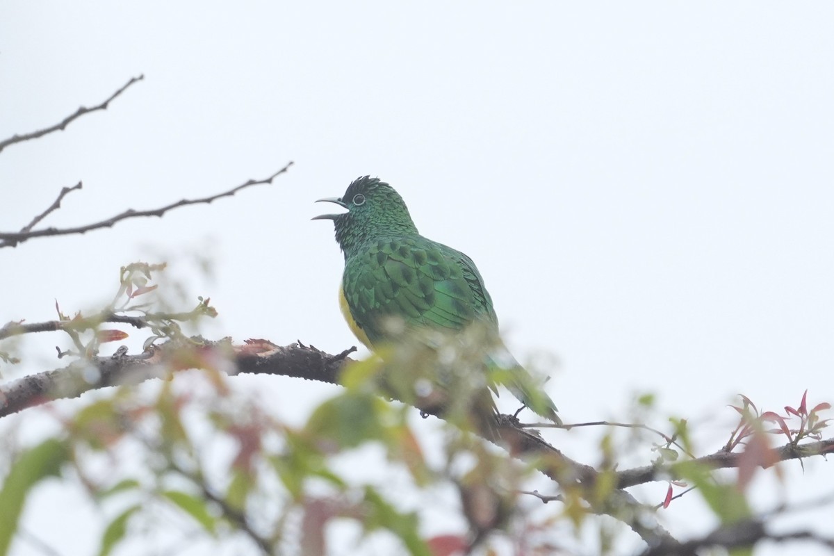African Emerald Cuckoo - ML642811838