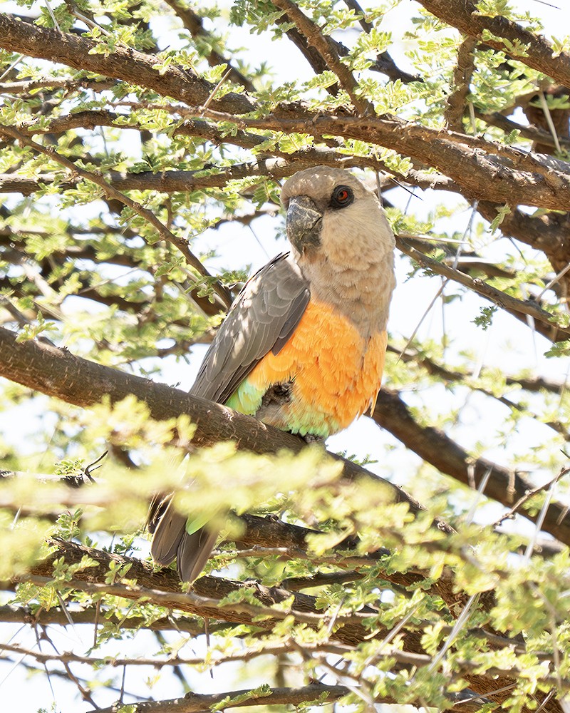 Red-bellied Parrot - ML642811839