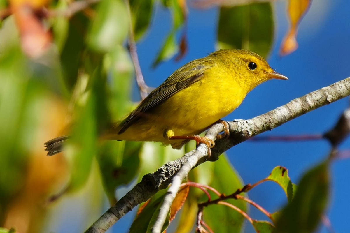 Wilson's Warbler - ML642811842