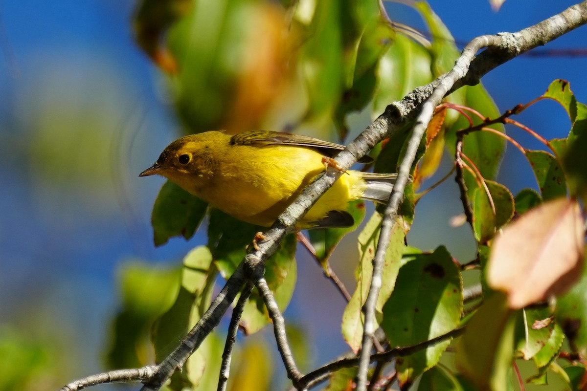 Wilson's Warbler - ML642811843