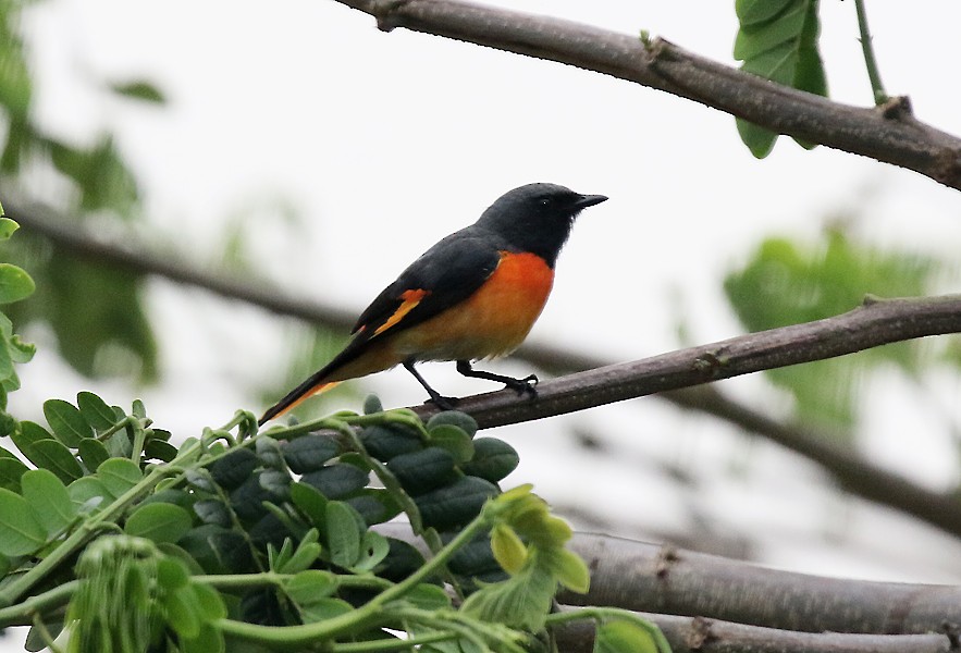 Small Minivet - ML642811850